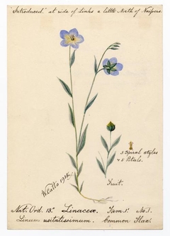 Common flax (Linum usitatissimum) - William Catto - ABDAG016301 by William Catto