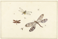 Drie libellen en vijf kleinere insecten by Johannes Bronkhorst