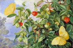 Foliage, Flowers and Fruit of the Pitanga, and Sulphur Butterflies, Jamaica by Marianne North