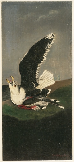Great Black-backed Gull, after Audubon by William Stanley Haseltine