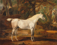Grey Arabian stallion, the property of Sir Watkin Williams-Wynn by James Ward