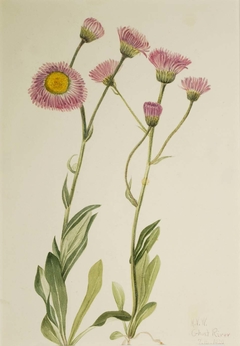 Meadow Fleabane (Erigeron speciosus) by Mary Vaux Walcott