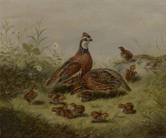 Quail and Young by Arthur Fitzwilliam Tait