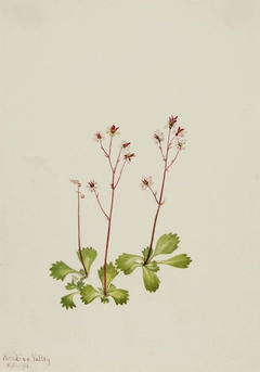 Redstem Saxifrage (Saxifraga lyallii) by Mary Vaux Walcott