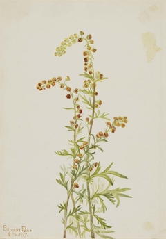 Rock Wormwood (Artemisia discolor)
