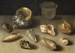Still life with nine exotic shells from the Far East