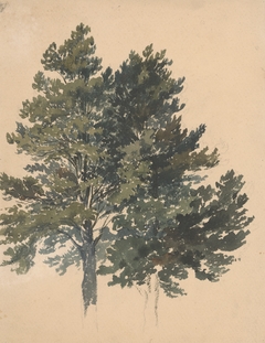 Study of a Treetop by Friedrich Carl von Scheidlin