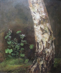 Study of the Lower Trunk of a Birch Tree