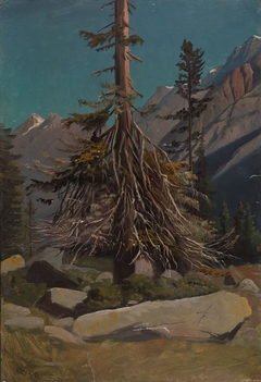 Study of Trees in the Alps
