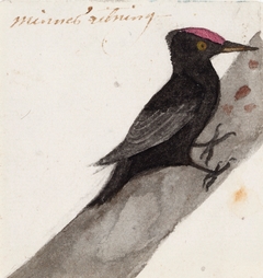 The Great Black Woodpecker by Ferdinand von Wright