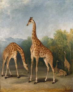 The Nubian Giraffe by Richard Barrett Davis