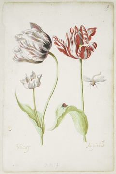 Two Tulips with Insects