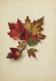 Untitled (Autumn Leaves) by Mary Vaux Walcott