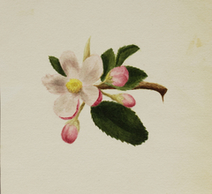 (Untitled--Flower Study) by Mary Vaux Walcott