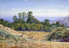 View in the Bunya-Bunya Forest, Queensland, and Kangaroos by Marianne North