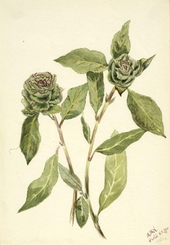 Willow (Salix) by Mary Vaux Walcott