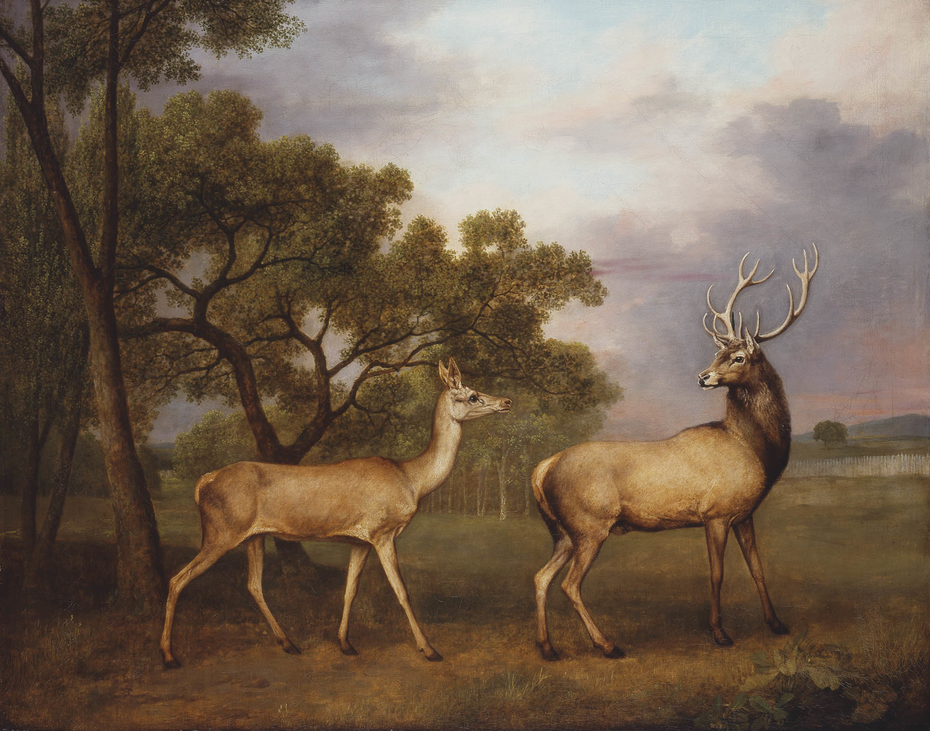A Red Deer Buck and a Doe