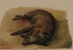 Boar, shot by Johann Baptist Kirner