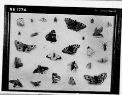 Butterflies and Insects by Jan van Kessel the Elder