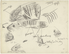 Detailstudies van vissen, met kleurnotities by Gerrit Willem Dijsselhof