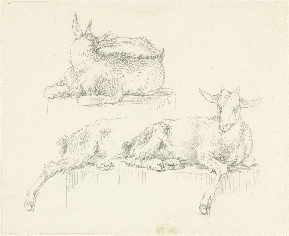 Drie studies van liggende geiten