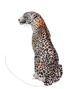 leopard profile by Mina Milk
