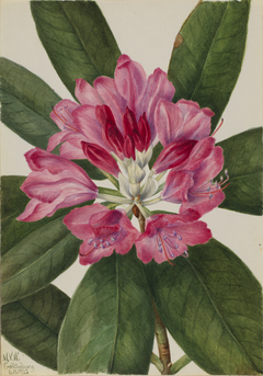 Mountain Rose-Bay (Rhododendron catawbiense) by Mary Vaux Walcott