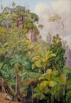 Palms, Capucin Trees, etc. on the Cliffs near Venn's Town, Mahé by Marianne North