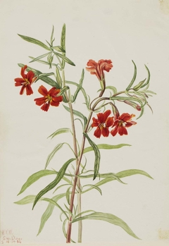 Red Monkeyflower (Diplaucus puniceus) by Mary Vaux Walcott