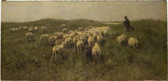 Sheep on the Dunes