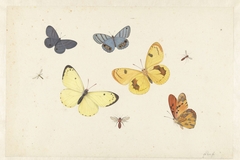 Sheet with Five Butterflies, a Wasp and Two Flies