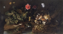 Still life with a snake, frogs, tortoise and a lizard by Paolo Porpora