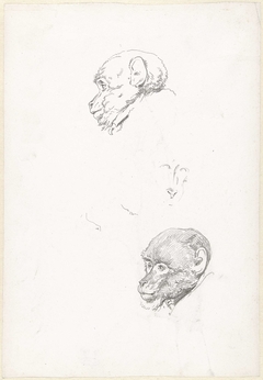 Studies van een apenkop by Hendrik Voogd