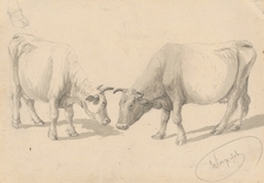 Study of Cows by Friedrich Carl von Scheidlin