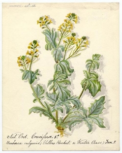Yellow rocket or Winter cress (Barbarea vulgaris) - William Catto - ABDAG016232 by William Catto