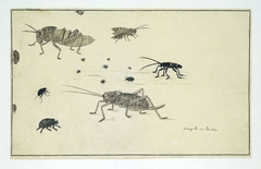 Zestien Kaapse insecten: kevers, torren en sprinkhanen by Unknown Artist